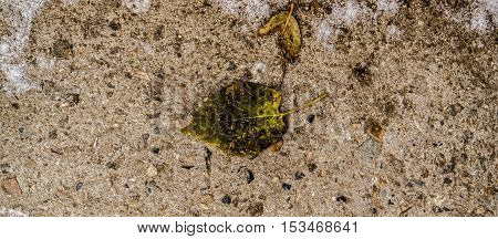 Dry leaf on the ground, autumn, colors of autumn, fall, autumn pattern, autumn background, yellow leaves, autumn texture, fall back, autumn back, hello autumn