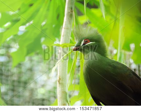 Closeup bird photo of a green Tauraco persa. Guinea Turaco sitting on a branch in a sunny and bright day.