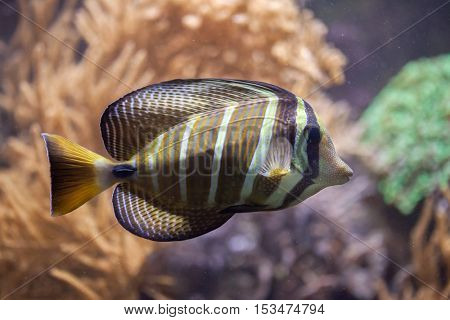 Sailfin tang (Zebrasoma veliferum). Wildlife animal. 