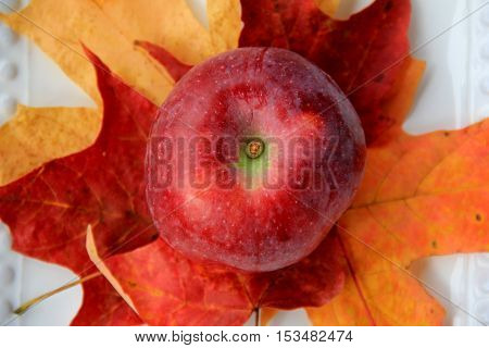 Just picked Macoun apple placed on colorful fall leaves