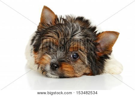 Biewer York Puppy