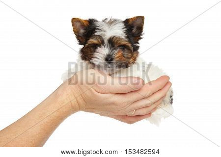 Biewer York Puppy In Hand