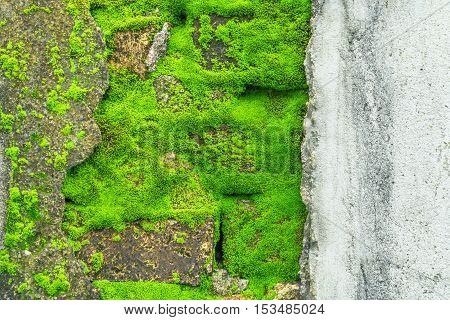 plaster has cracked to reveal a worn brick wall that covered with moss and vegetation growing out of it street wall background texture .