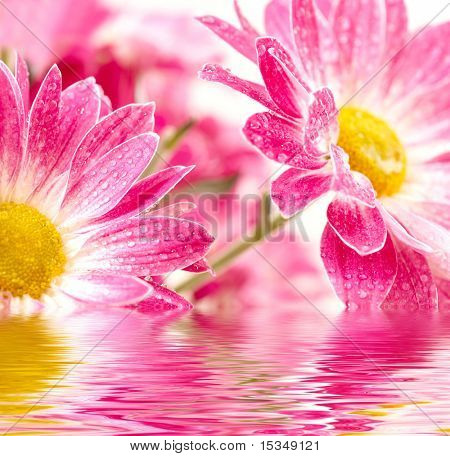 Closeup de dois Margarida-gerbera rosa com gotas de água