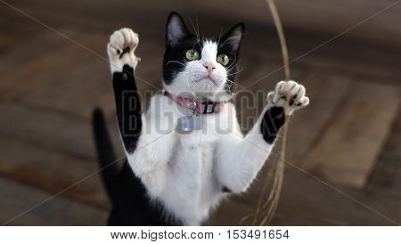 cute adorable black white kitten plays with leaves