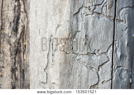 Abstract old wood as background or texture