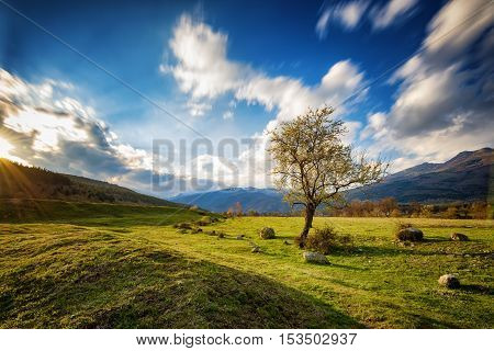 The lonely tree, near Tazha village, Bulgaria
