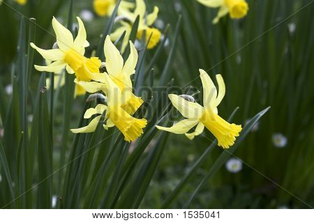 Narciso