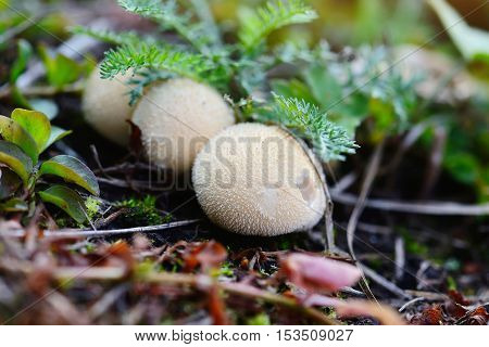 Young Puffballs Mushroom In The Autumn Forest Close-up View