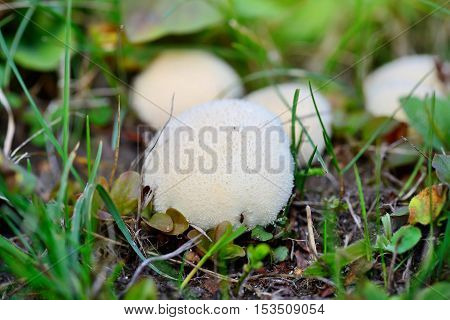 Young Puffballs Mushroom In The Autumn Forest Close-up View