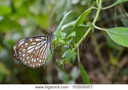 Liuchiou blue spotted milkweed butterfly, scientific name Radena similis similis