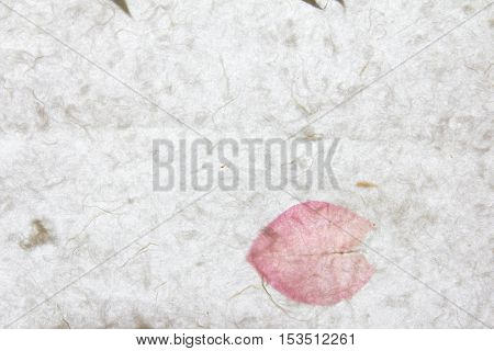 White mulberry paper with pink petal texture background
