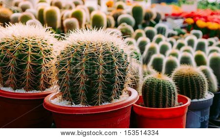 Different succulents and cactus in the red pots