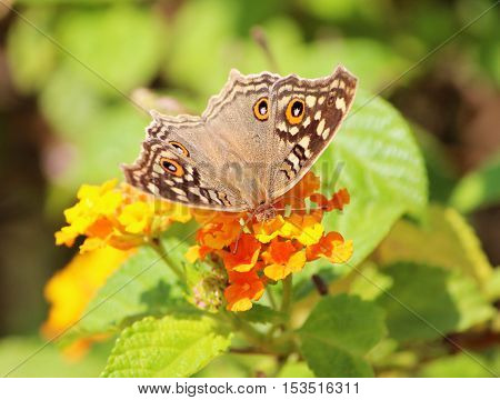 Close up of Junonia lemonias - Lemon pansy sucking honey from the flower - Butterflies of the Indian subcontinent. It is brown butterfly with large 