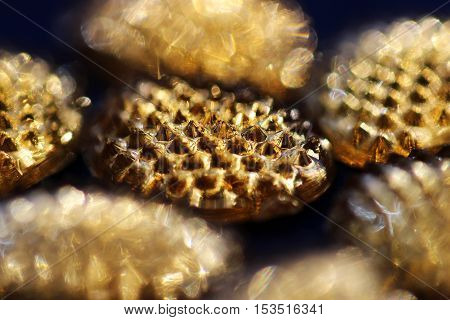 Gold shiny isolated jewel in the black background