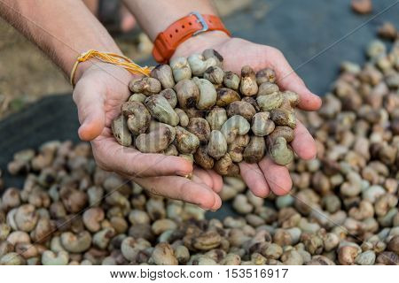Nut Tree Cashew Growing Nuts in Thailand