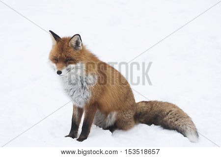 a red fox sitting down in snow