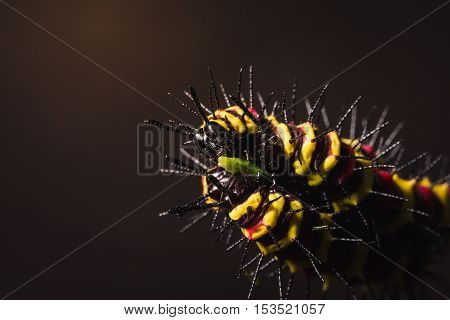 Macro Of Painted Jezebel (delias Hyparete) Caterpillars On Their Host Plant Leaf In Nature,butterfly