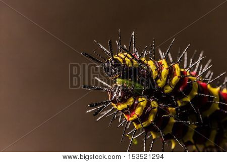 Macro Of Painted Jezebel (delias Hyparete) Caterpillars On Their Host Plant Leaf In Nature,butterfly
