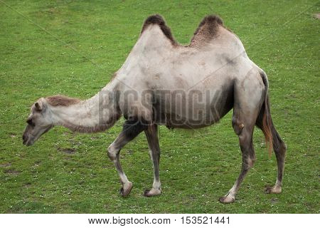 Bactrian camel (Camelus bactrianus). Domestic animal. 