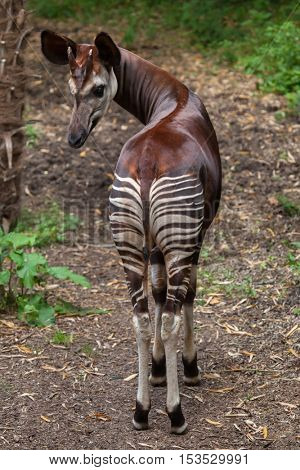 Okapi (Okapia johnstoni). Wildlife animal. 
