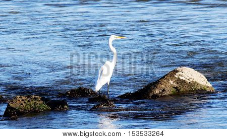 A crane stands on the rocks while looking for fish