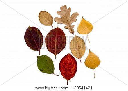 Autumn leaves on a white background isolated
