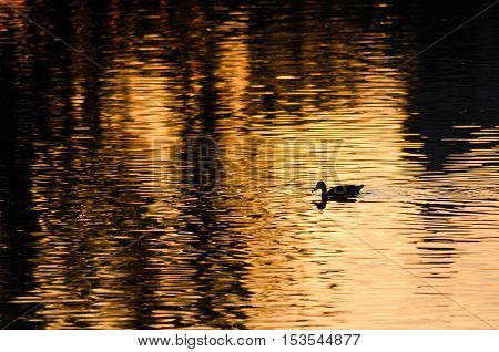 Silhouette of Duck Swimming in a Golden Pond as the Sun Sets