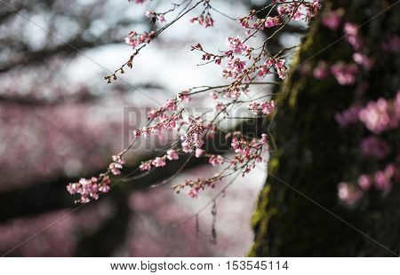 Blooming whitcomb cherry in spring close up shot
