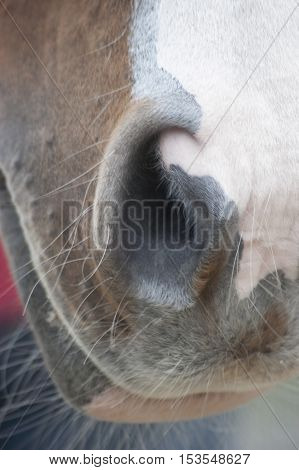 Horse Nostril Image &amp; Photo (Free Trial) | Bigstock