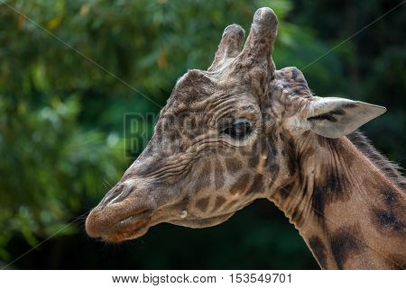 Kordofan giraffe (Giraffa camelopardalis antiquorum), also known as the Central African giraffe. Wildlife animal. 