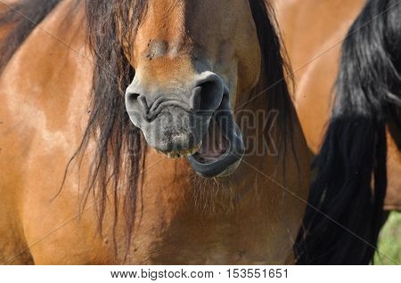 Workhorse. Grazing in the pasture. Meadow in the valley of the Bug.