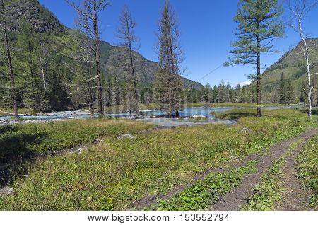 Dry larch on the shore of a mountain river. The Kucherla river. Altai Mountains Russia. Sunny summer day.