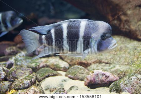 Close Up On Tropical Cyphotilapia Frontosa Fish