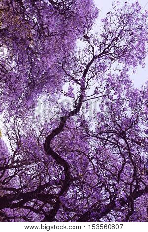 Beautiful blooming violet branches of Jacaranda. Brooklyn. Pretoria. Spring in South Africa.