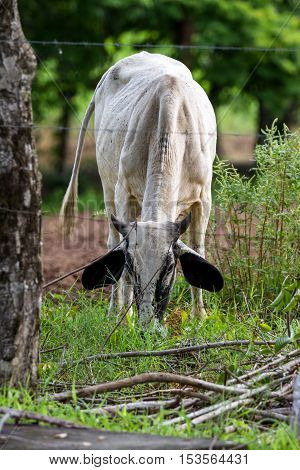 Brahman Cattle In Costa Rica