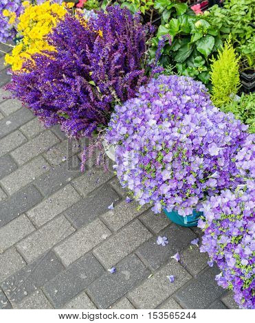 Carpet of flowering violet bells against a background of stone paving. Summer.