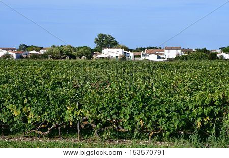 La Couarde sur Mer France - september 26 2016 : vineyard around the village in autumn