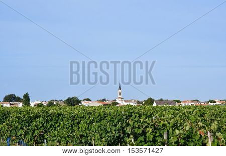 La Couarde sur Mer France - september 26 2016 : vineyard around the village in autumn