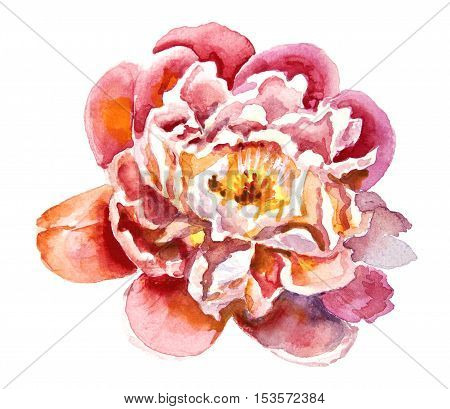 Pink red blooming peony watercolor isolated on white background