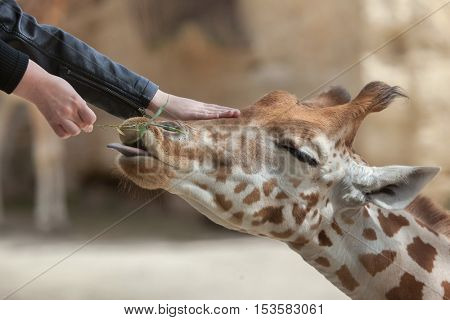 DOUE-LA-FONTAINE, FRANCE - JULY 2, 2016: Visitors feed and touch the Kordofan giraffe (Giraffa camelopardalis antiquorum), also known as the Central African giraffe at Doue-la-Fontaine Zoo, France.