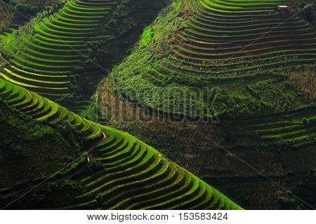 Terraced rice field of Mu Cang Chai Yenbai Vietnam