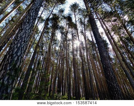 A ray of sunlight barely made its way through rows of ancient pine trees. Indian summer. Walking in the woods.