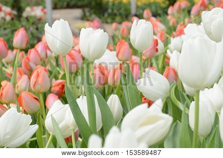 Colorful Tulips. Tulips In Spring,colourful Tulip.
