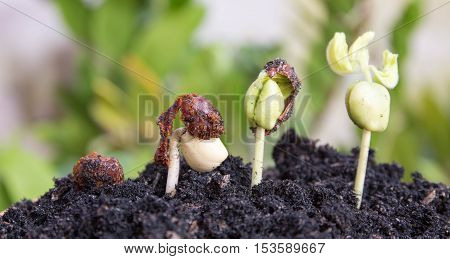 Green sprout growing from seed in organic soil, Agriculture and Seeding Plant seed growing step concept