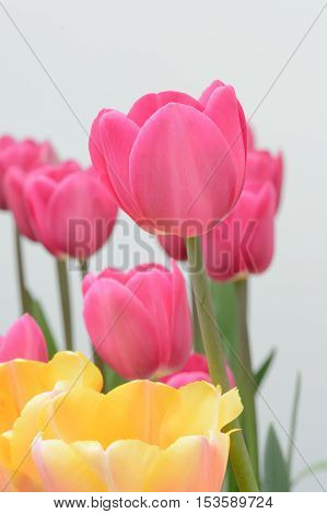 Colorful Tulips. Tulips In Spring,colourful Tulip.