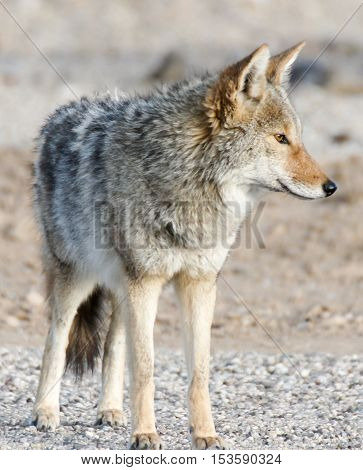 Coyote (Canis latrans) portrait in the morning desert