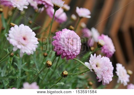 Closeup Chrysanthemum the pretty pink flower, natural