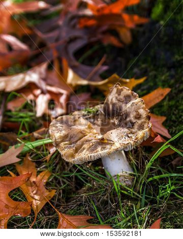Bad mushrooms in the forest Canada British Columbia
