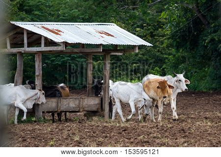 Brahman Cattle In Costa Rica